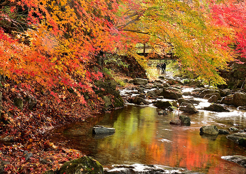 第20回秩父鉄道写真コンテスト（観光部門）