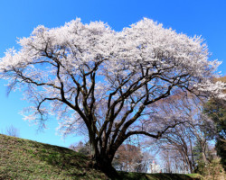 第20回秩父鉄道写真コンテスト（観光部門）