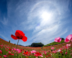 第20回秩父鉄道写真コンテスト（観光部門）