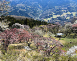 第20回秩父鉄道写真コンテスト（観光部門）